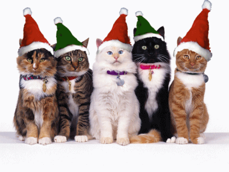 Funny-Cats-Christmas-Animated-GIF